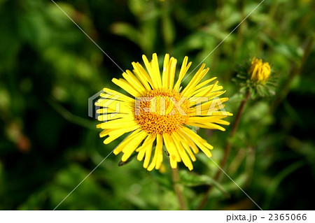 2365066