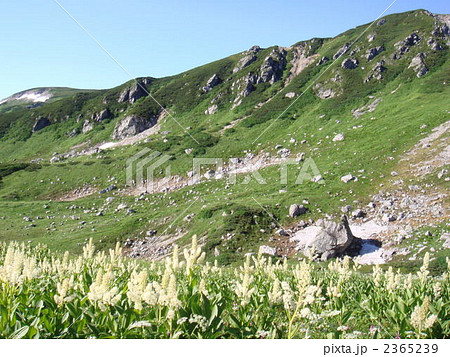 コバイケイソウ畑 2365239