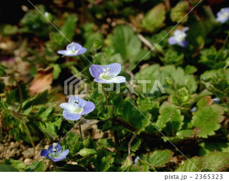 オオイヌノフグリ 2365323