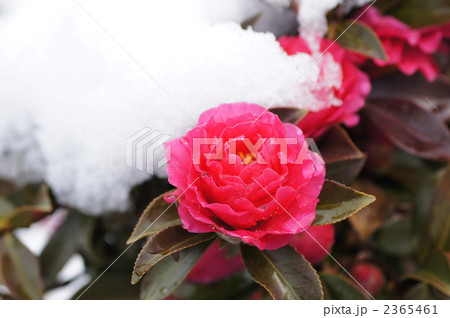 山茶花に雪が似合う 2365461