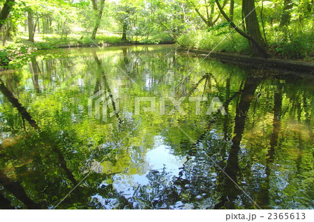 5月　新緑の水辺11 2365613