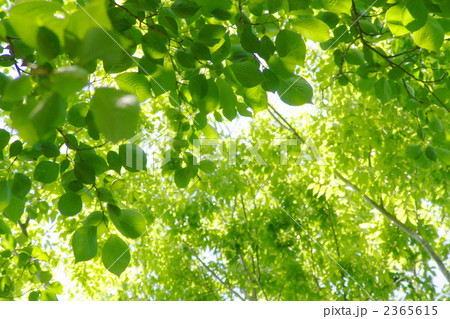 5月 新緑の葉08 5月 新緑の葉08 2365615