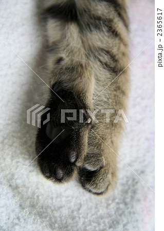 足の裏の小豆 足の裏の小豆 2365617