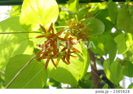 6月　イエライシャン・ガガイモ科04 2365628