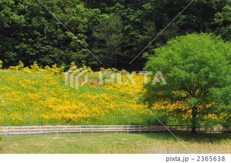 6月　オオキンケイギク・キク科05 2365638
