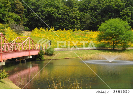 6月　オオキンケイギク・キク科06 2365639