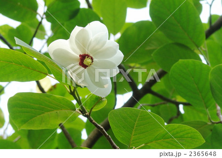 6月 オオヤマレンゲ・モクレン科10 6月 オオヤマレンゲ・モクレン科10 2365648