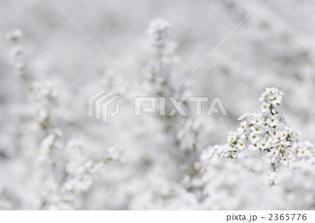 美しいユキヤナギのポートレート2 2365776