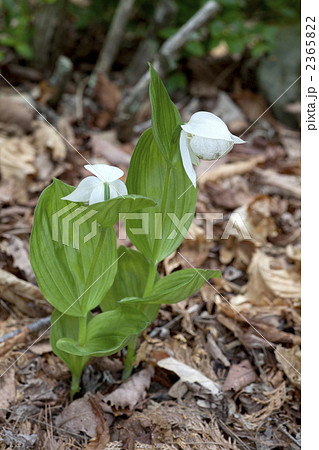 白花アツモリソウ 白花アツモリソウ 2365822