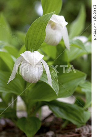 白花アツモリソウ 白花アツモリソウ 2365831