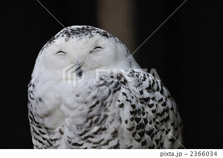 シロフクロウ シロフクロウ 2366034