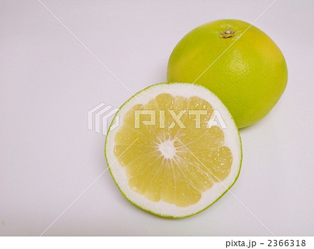 メロゴールド 2366318