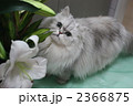 猫と花 2366875