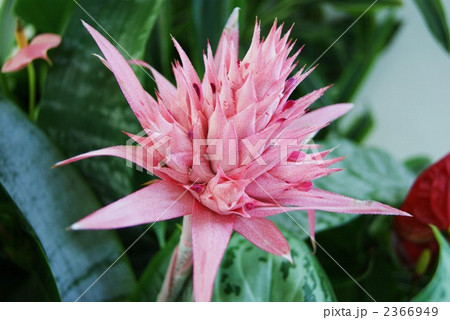 咲き誇るエクメア・ファスキアタ 2366949