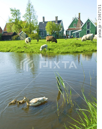 運河と羊 2367151