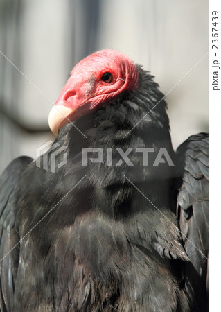 ヒメコンドル ヒメコンドル 2367439