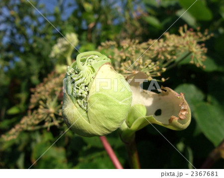 シシウドのつぼみ シシウドのつぼみ 2367681