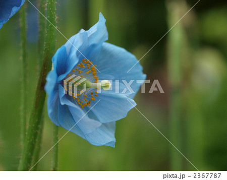 ヒマラヤケシの花 2367787