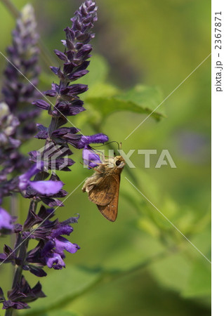 吸蜜するチャバネセセリ 2367871