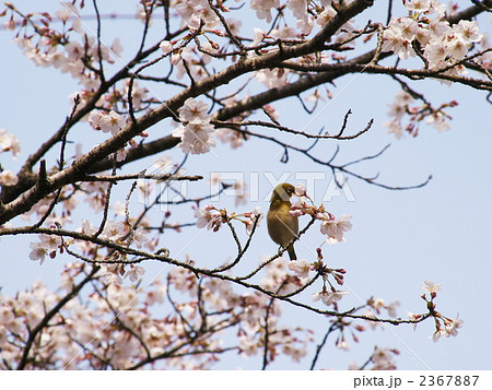 笠城ダム公園の桜 2367887