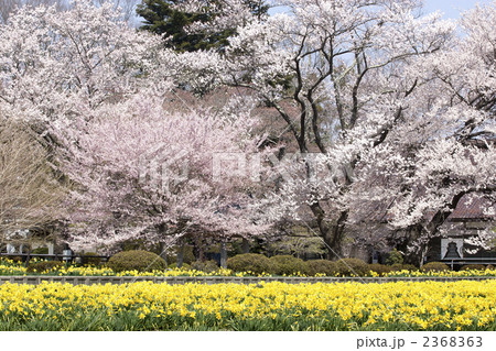 桜と水仙畑 桜と水仙畑 2368363