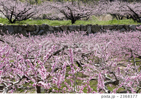 桃の花畑 2368377