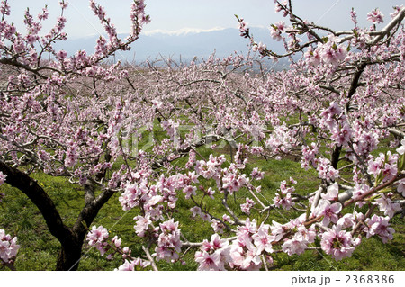 桃の花畑と南アルプス 2368386