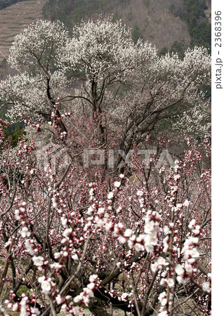 更埴の杏 2368396