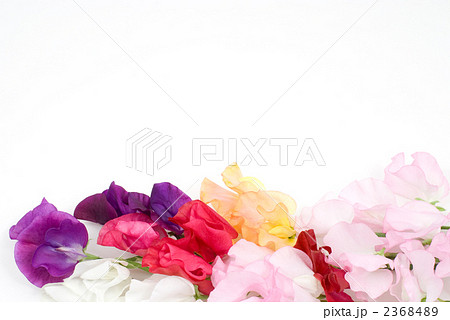 スイートピーの花 2368489