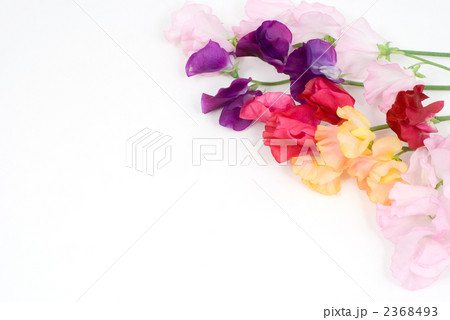 スイートピーの花 2368493