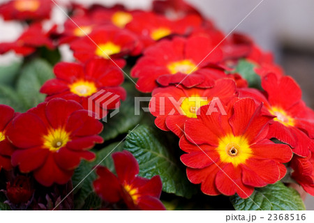 プリムラ・ポリアンサの花 2368516