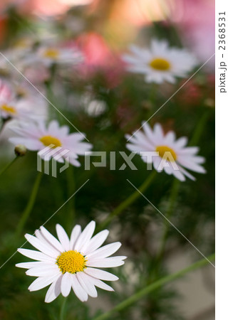 マーガレットの花 2368531