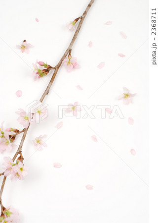 啓翁桜の花 2368711