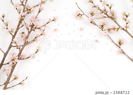 啓翁桜の花 2368712