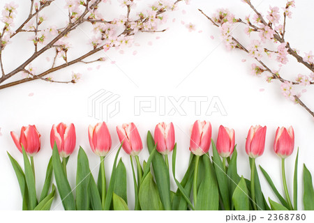 チューリップと桜の花 チューリップと桜の花 2368780