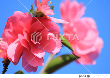青空に向かって咲く さざんか 青空に向かって咲く さざんか 2368802