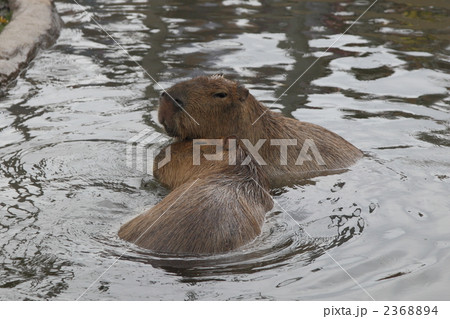 カビパラ カビパラ 2368894