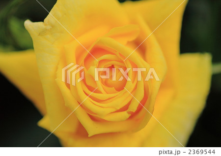 黄色い薔薇 黄色い薔薇 2369544