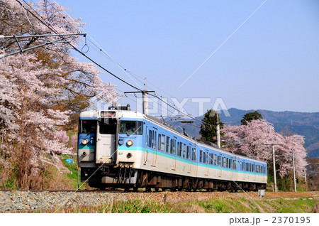 桜と長野カラー115系電車 2370195