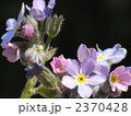 わすれな草 2370428