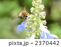 ミツバチ 2370442
