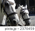 白馬 2370459