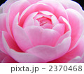 乙女椿 2370468
