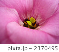 トルコキキョウ 2370495