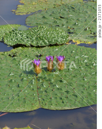 オニバス 2371055