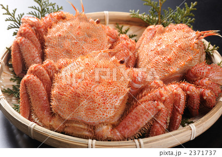毛ガニ 毛ガニ 2371737
