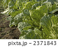 自家菜園の無農薬白菜 2371843
