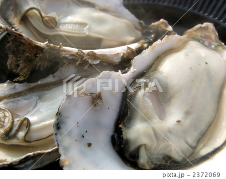 松島の焼かき１ 2372069