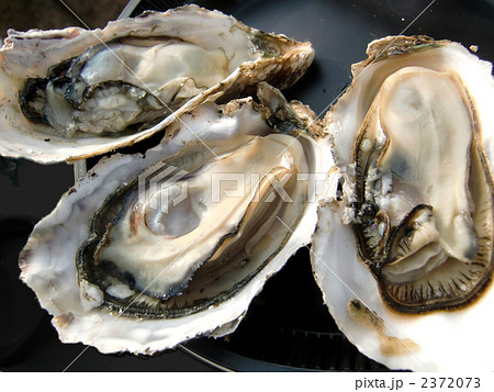 松島の焼かき３ 2372073