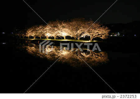 夜桜002 2372253